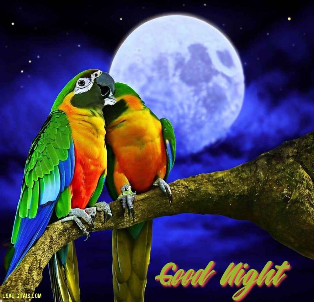 Parrots couple on tree moon shining in good night