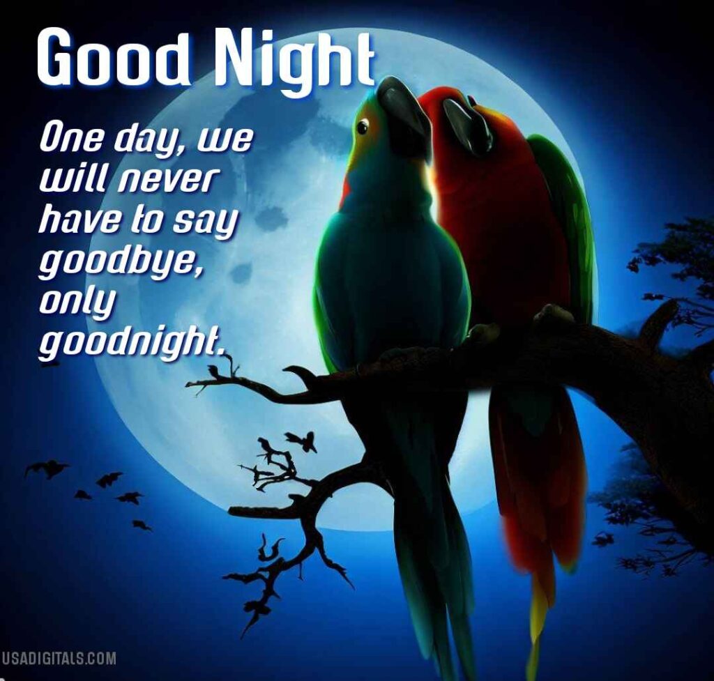 Parrots couple on tree moon shining in good night 